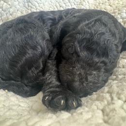 Girl 1 - Black female Poodle puppy in Bremen, Georgia from Kelley’s Poodle Patch