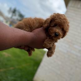 Mufasa - Red  male Poodle puppy in Texas from Zoway's Poodles