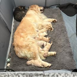 Boy 1 - Golden male Golden Retriever puppy in Menifee, California from The Golden Leash Kennels