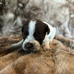 Girl 1 - Wirehaired Pointing Griffon puppy in Jerome, Idaho from Double R Griffons