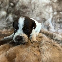 Girl 1 - Wirehaired Pointing Griffon puppy in Jerome, Idaho from Double R Griffons