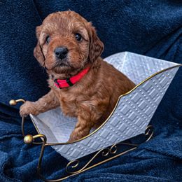 Pink Collar - Red  female Goldendoodle puppy in Archbold, Ohio from Wurster's Mini Wee Doodles