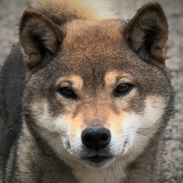 Baby Tea - Shiba Inu