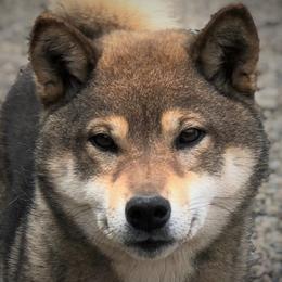 Baby Tea - Shiba Inu