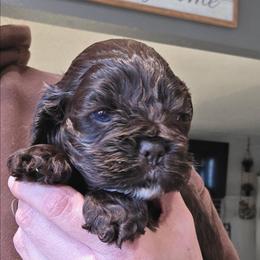 Tofu - Brown male Cocker Spaniel puppy in Fresno, California from Carvajal Cockers