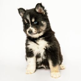 Eowen - Black female Siberian Husky puppy in Meadow Vista, California from Thistle Hill Canine