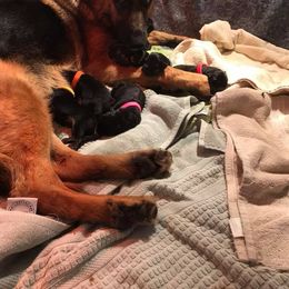 German Shepherd Puppies from Sisco Haus German Shepherds