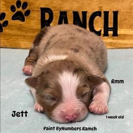 Rmm2 - Red merle male Australian Shepherd puppy in Magee, Mississippi from Paint ByNumbers Ranch