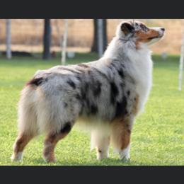 Australian Shepherd Puppies from Cu2 Aussies