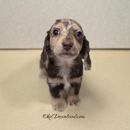 Candy - Chocolate and cream female Dachshund puppy in Oklahoma City, Oklahoma from OkieDoxieland Dachshunds