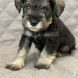 Miniature Schnauzer Puppies from Blythewood Lit Happy Schnauzers