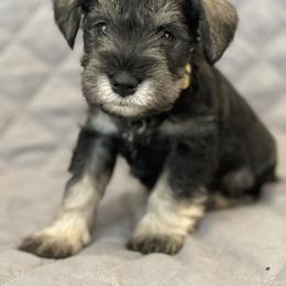 Miniature Schnauzer Puppies from Blythewood Lit Happy Schnauzers