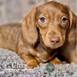 Chai - Chocolate and cream female Dachshund puppy in Cave Junction, Oregon from Rockindachs