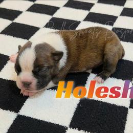 Holeshot - Brindle and white male Boston Terrier puppy in Lead Hill, Arkansas from Bull Shoals Bostons