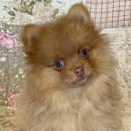 Raya - Beaver female Pomeranian puppy in Bentonville, Arkansas from Hummingbird & Fox