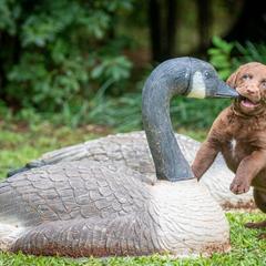 Chesapeake Bay Retrievers from Laurelwood Chesapeakes