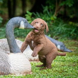 Chesapeake Bay Retrievers from Laurelwood Chesapeakes