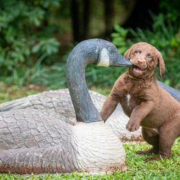 Chesapeake Bay Retrievers from Laurelwood Chesapeakes