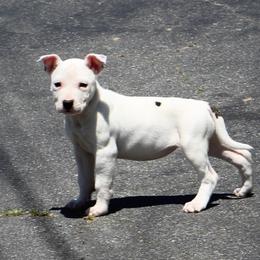 Tulip - White female American Staffordshire Terrier puppy in Guilford County, North Carolina from Explicit Kennel
