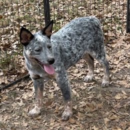 Girl 2 - Blue mottled female Australian Cattle Dog puppy in Waterloo, South Carolina from Star Ranch Australian Cattle Dogs