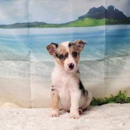 Bali - White and blue merle male Border Collie puppy in Avilla, Indiana from Borderline Kennels