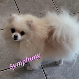 Symphony - English Toy Spaniel