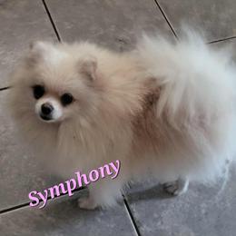 Symphony - English Toy Spaniel