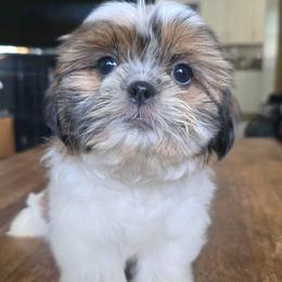 Rosie - Brindle female Shih Tzu puppy in Stroudsburg, Pennsylvania from Puppyville Pa Shih Tzu & frenchies