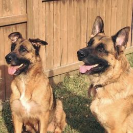 German Shepherds from Vom Weiß Haus German Shepherds