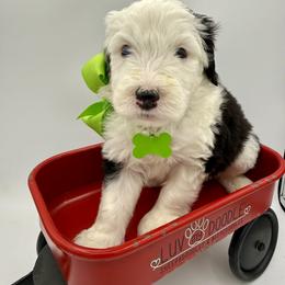 Green Collar - Black and white male Sheepadoodle puppy in Camden, North Carolina from Luv My Doodle