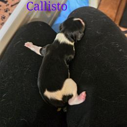 Callisto - Tri-color female Cavalier King Charles Spaniel puppy in Kewaskum, Wisconsin from Moon Dream Cavaliers