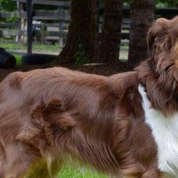 Australian Shepherds from Five Stars Australian Shepherds