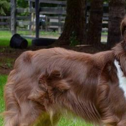 Australian Shepherds from Five Stars Australian Shepherds