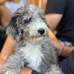 Mr. Carmel - Merle male Goldendoodle puppy in San Diego, California from Sensational Doodles