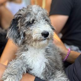 Mr. Carmel - Merle male Goldendoodle puppy in San Diego, California from Sensational Doodles