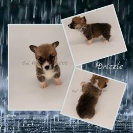 Drizzle - Sable male Pembroke Welsh Corgi puppy in Kiowa, Colorado from Cool Water Corgis LLC