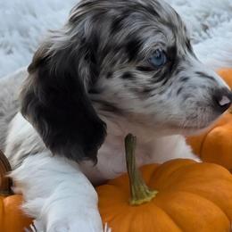 Brie - Dachshund