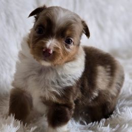 MM.RMF - Red merle female Miniature Australian Shepherd puppy in Deer Lodge, Tennessee from KSH Aussie Haven