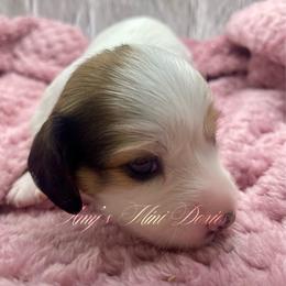 Storm - Piebald female Dachshund puppy in Jena, Louisiana from Amy’s Mini Doxies
