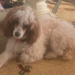 Poodles from Burnsville Premier Toy Poodles
