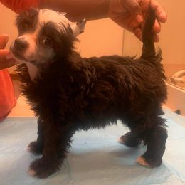 Chinese Crested Puppies from DeBahTrio Chinese Cresteds