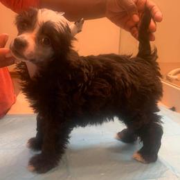 Chinese Crested Puppies from DeBahTrio Chinese Cresteds