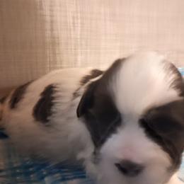 Patches - Black and white male Cavapoo puppy in Montrose, Colorado from Gnomies Furry Friends