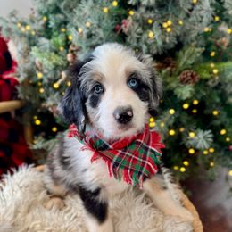 KNOX Autumn Equinox - male Australian Mountain Doodle puppy in Taylors, South Carolina from Aspen Mountain Doodles LLC