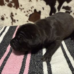 Girl 1 - Black and white female Great Dane puppy in Indianola, Iowa from Bull West Kennels