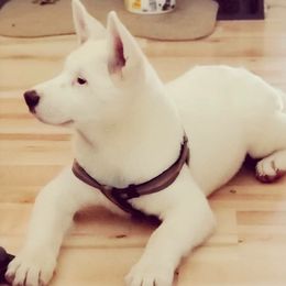 Akita Puppies from Loyally Akitas