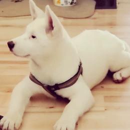 Akita Puppies from Loyally Akitas