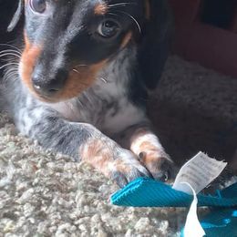 Dachshund Puppies from Sleeping Giant Miniature Dachshunds