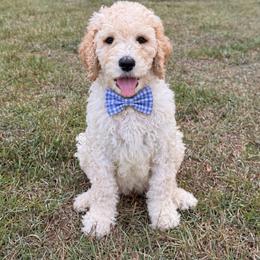 Smarty Pants - Cream male Goldendoodle puppy in Social Circle, Georgia from Poppiedoodle Farms