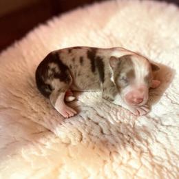 Winston - Red merle male Australian Shepherd puppy in Statesville, North Carolina from Charming Australian Shepherds